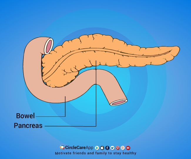 pancreas-produces-insulin-circlecare
