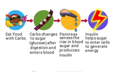 What is Insulin?