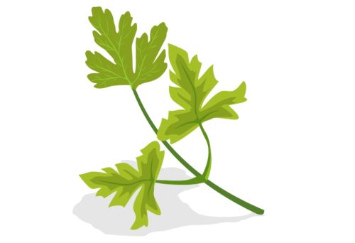 Nutritious-Vegetables-Parsley-CircleCare