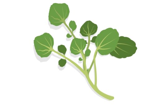 Nutritious-Vegetables-Watercress-CircleCare