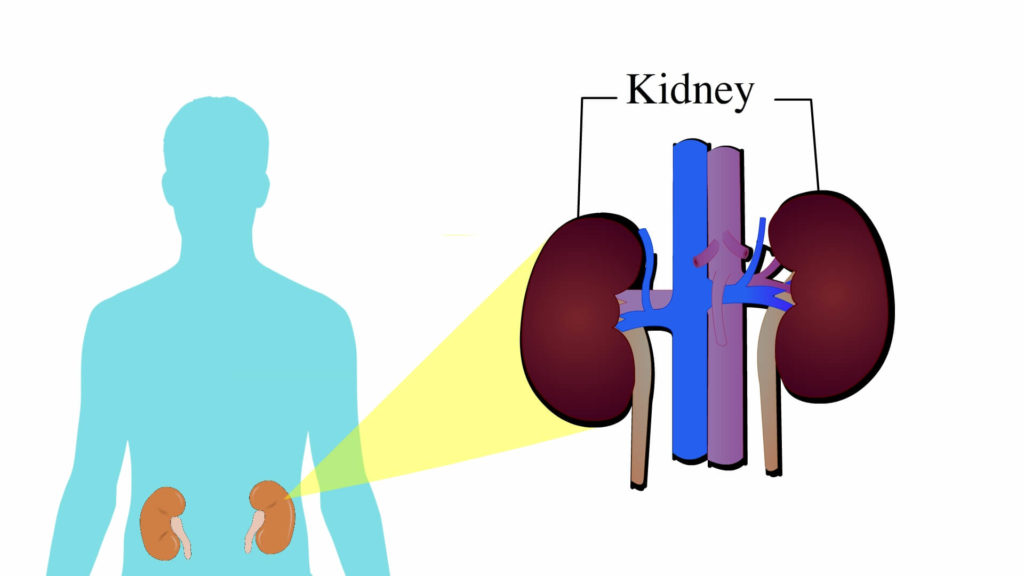 caue-of-hypertension-Kidney-disease-CircleCare