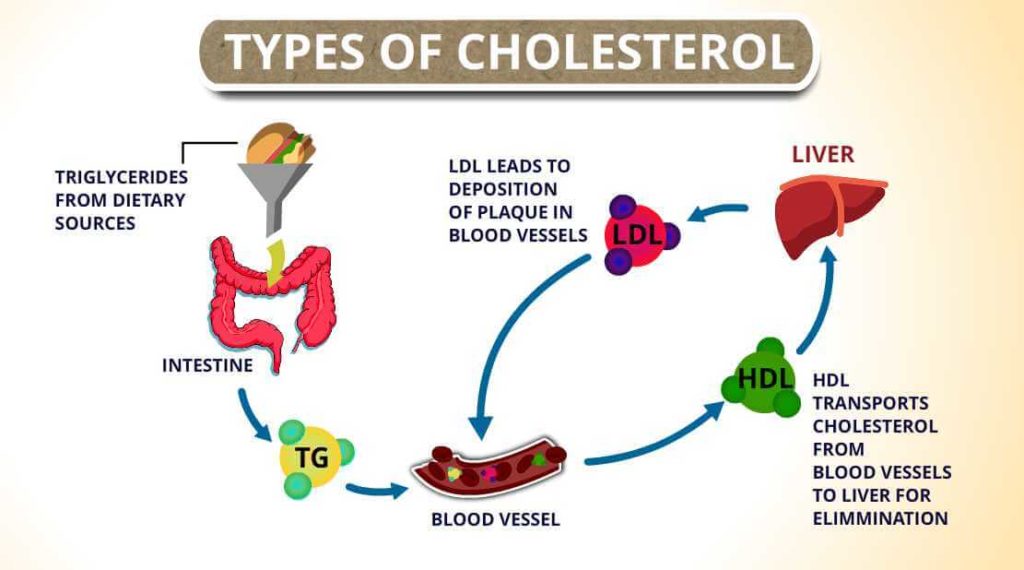 Types of Cholesterol: HDL, LDL and Triglycerides | CircleCare